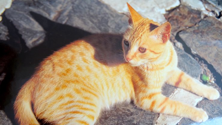 Katze verweilt gemütlich auf einem Steinboden