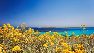 Gelbe Blumen schmücken die menorquinische Küste
